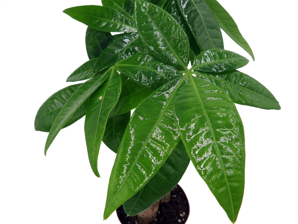 Twisted Money Tree - Pachira - 3" Pot - Trending