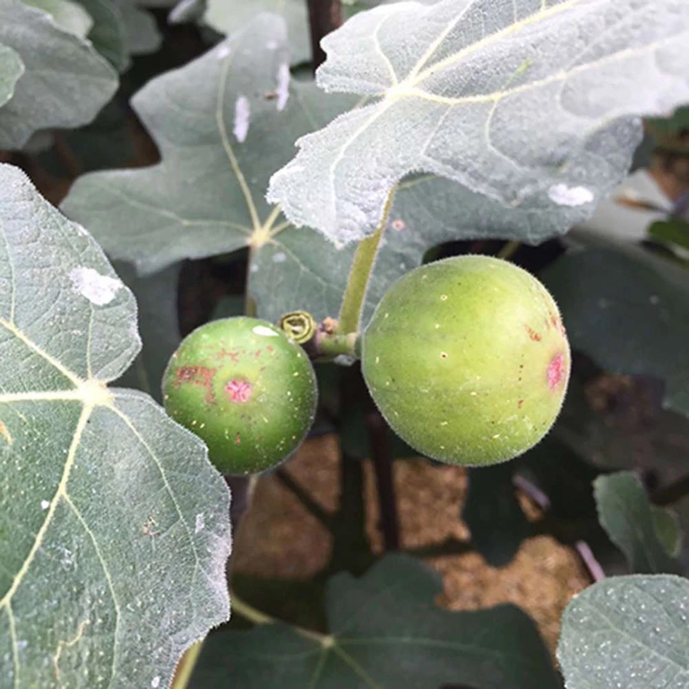 Chicago Hardy Fig - Ficus carica - 4" Pot