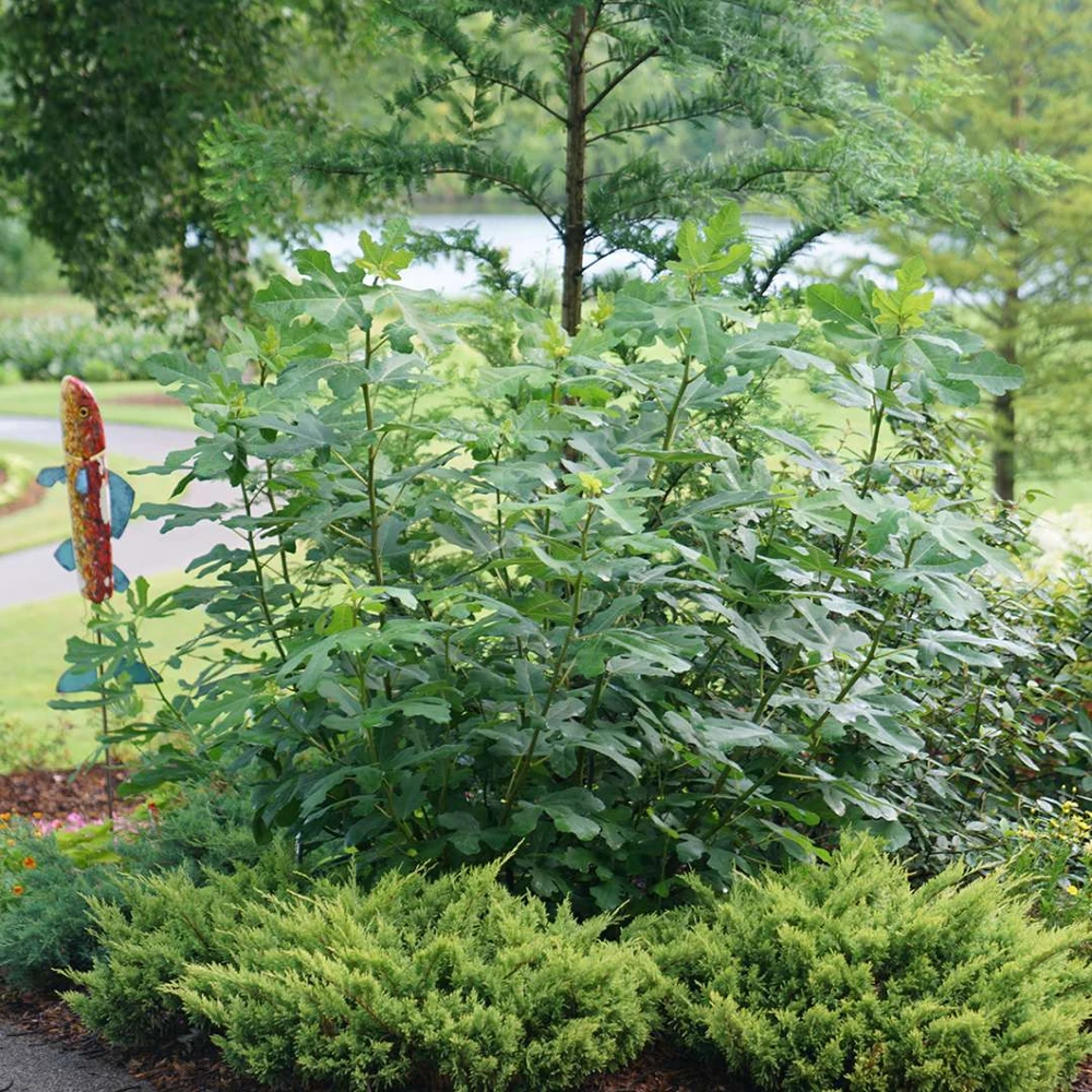 Chicago Hardy Fig - Ficus carica - 4" Pot