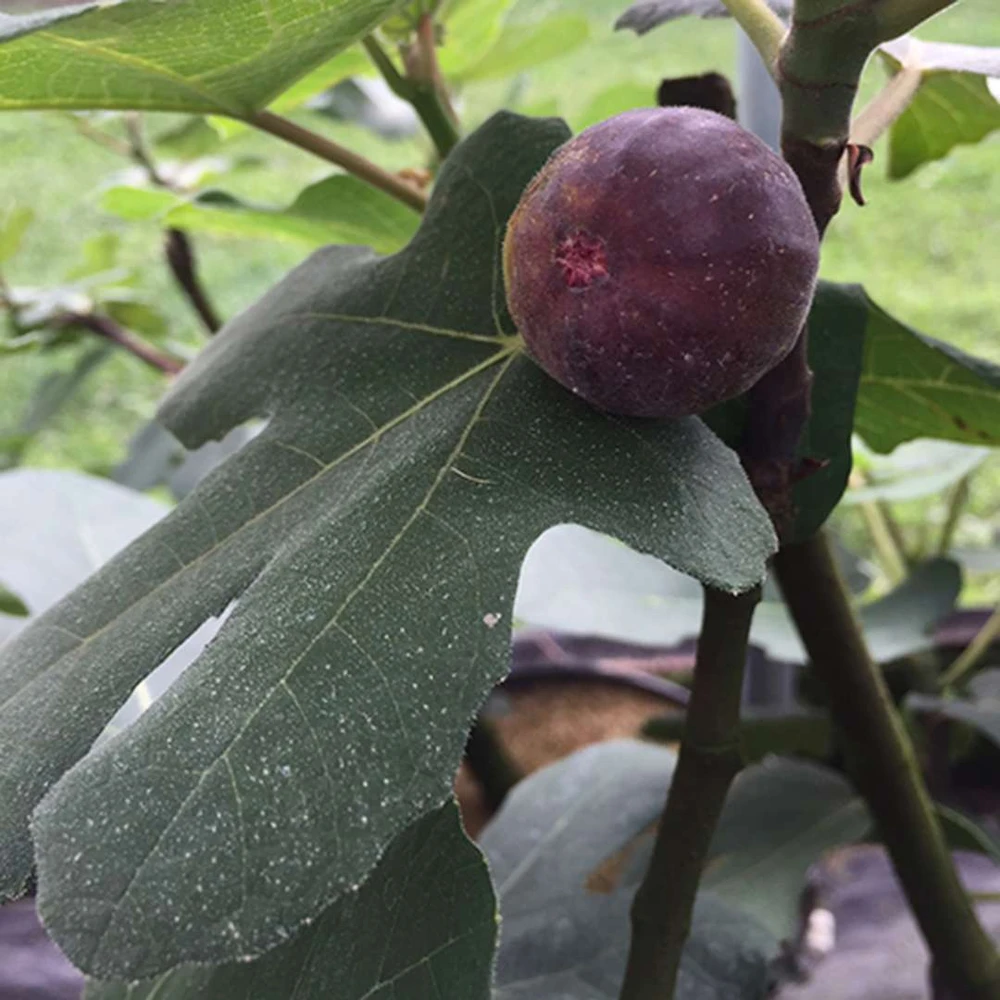 Chicago Hardy Fig - Ficus carica - 4" Pot