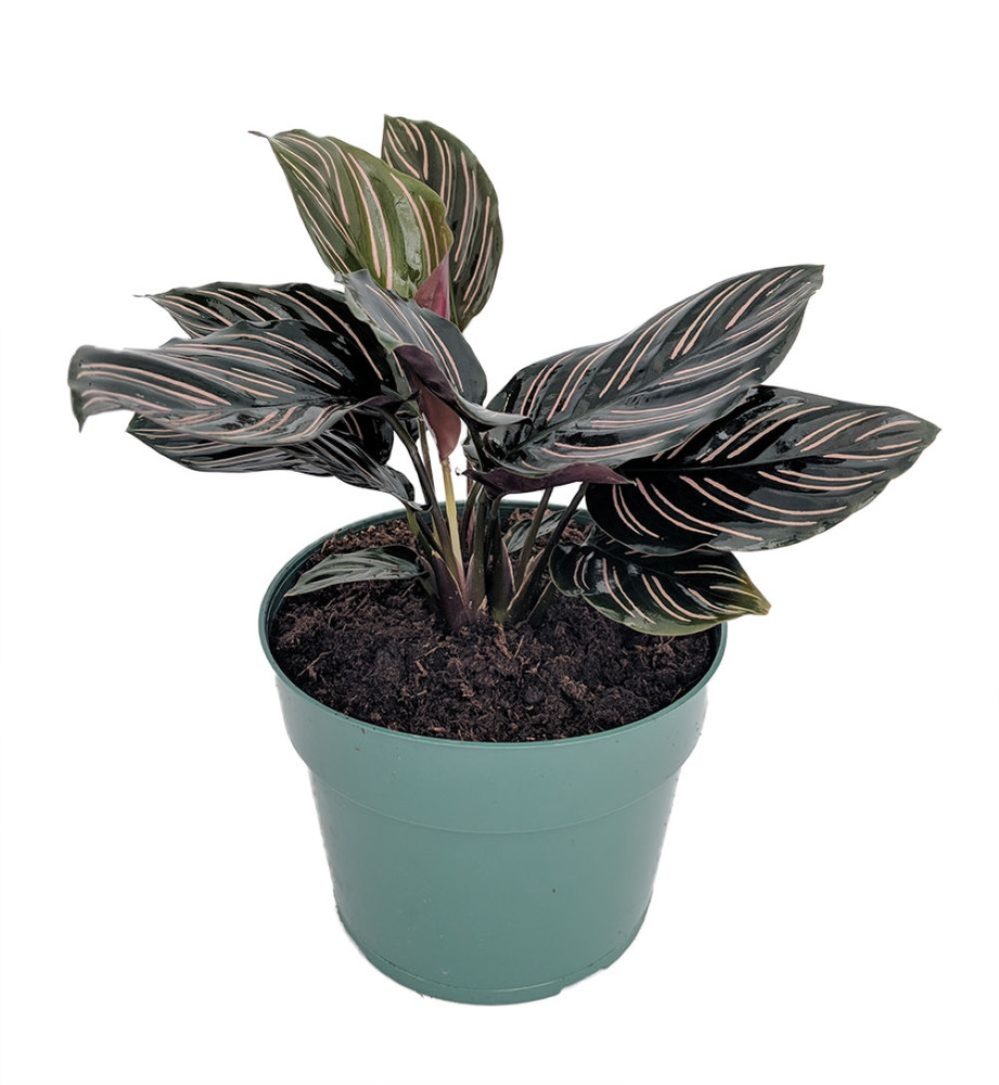 Pin Stripe Prayer Plant - Calathea ornata - Easy House Plant - 4" Pot-Live Plant