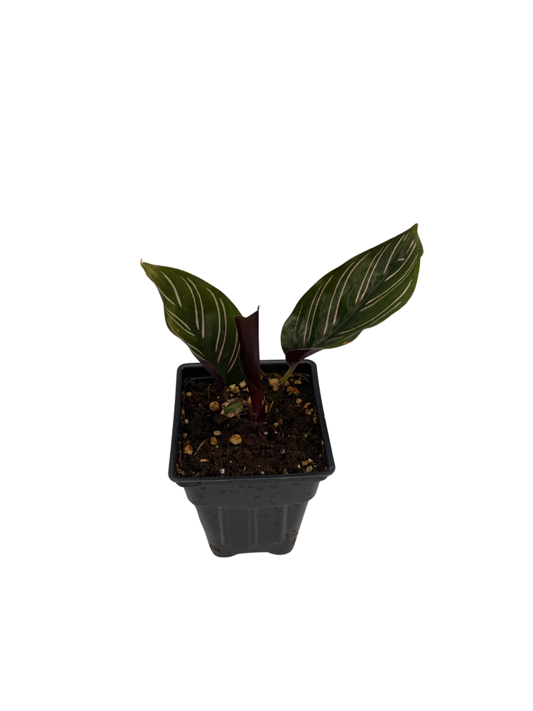Pin Stripe Prayer Plant - Calathea ornata - Easy House Plant - 4" Pot-Live Plant