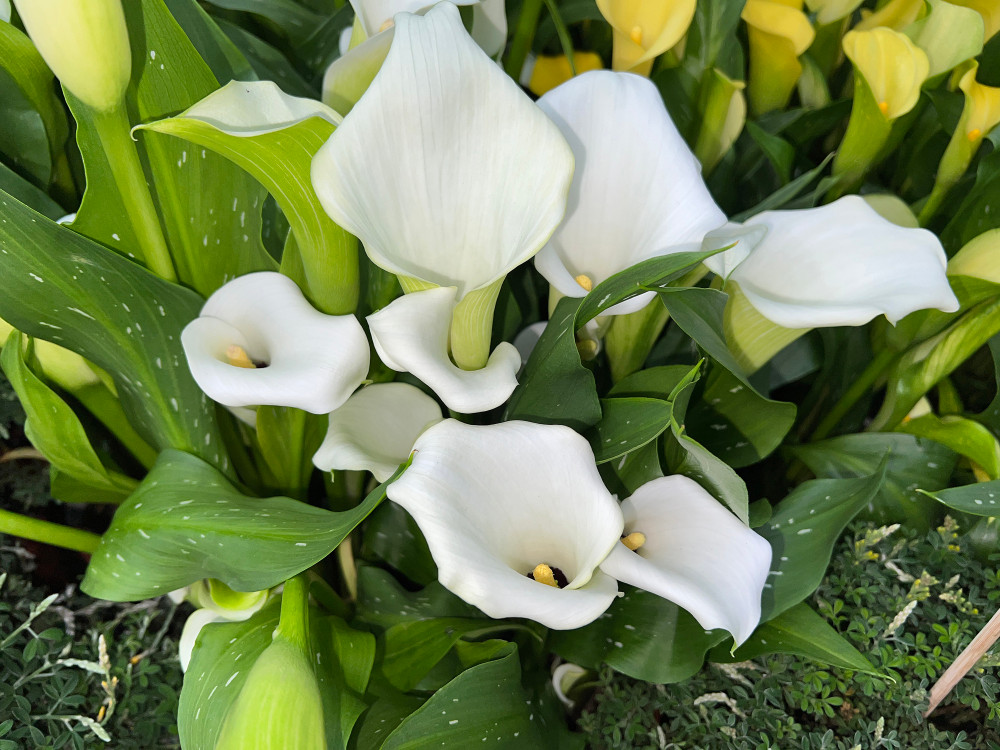 Snow Storm Calla Lily Bulb - Zantedeschia - Florist Favorite - 14/16cm Bulb