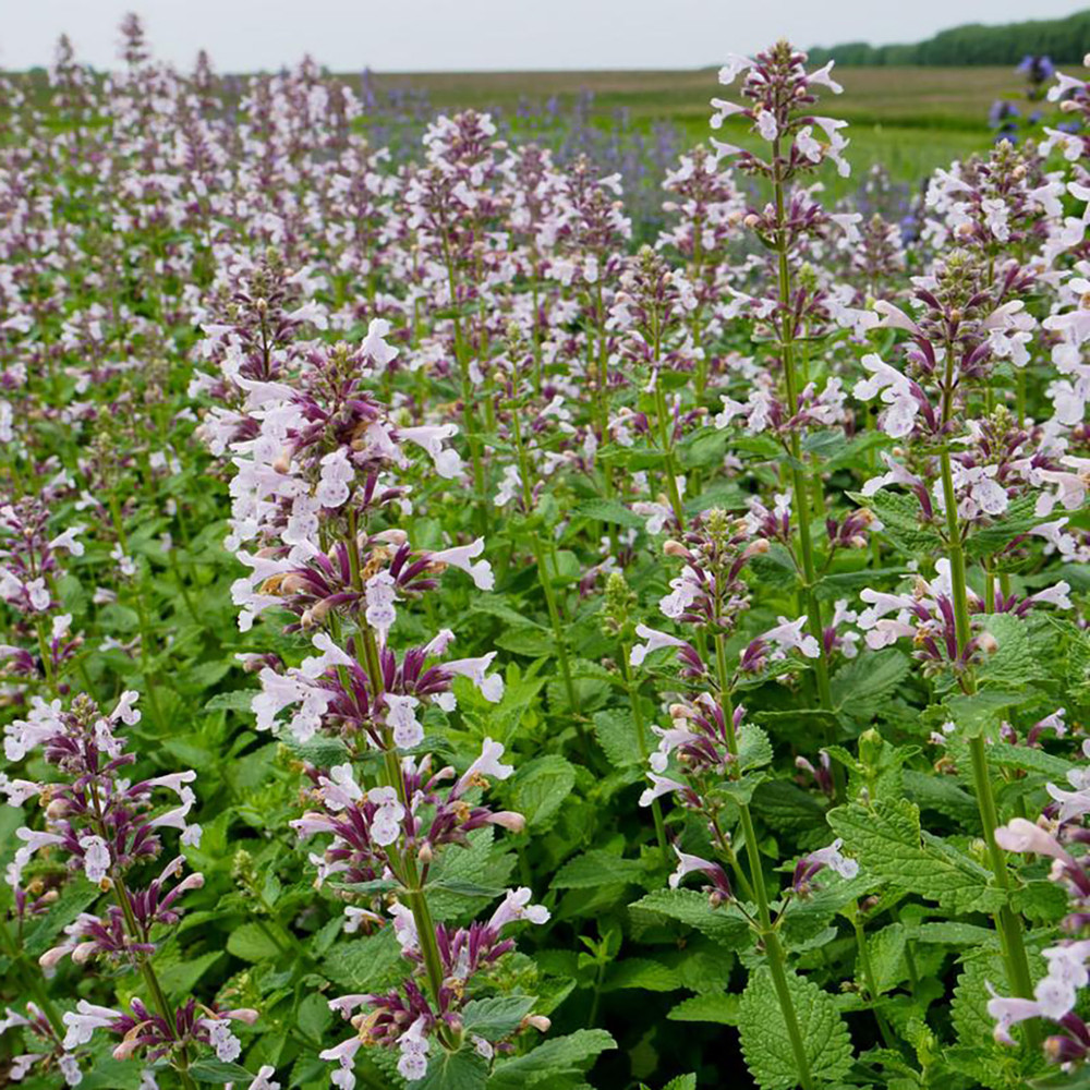 Whispurr™ Pink Catmint Perennial - Nepeta faassenii - Quart Pot
