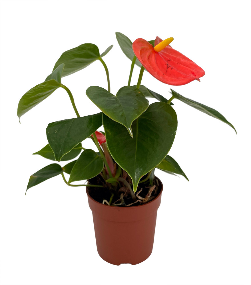 Orange Miniature Blooming Anthurium - 3" Pot