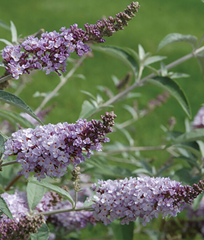 Monarch® Glass Slippers Butterfly Bush - Buddleia - 2.5" Pot