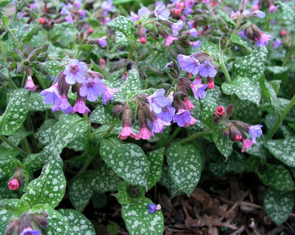 Mrs. Moon Lungwort Perennial - Pulmonaria - 4" Pot - Loves The Shade