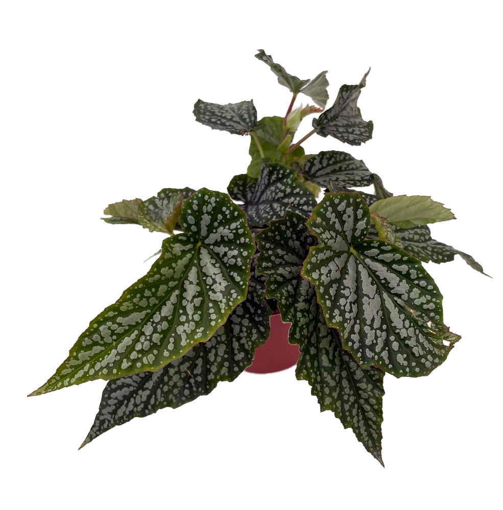 Snowfall Begonia Plant - 3.75" Pot- Easy House Plant