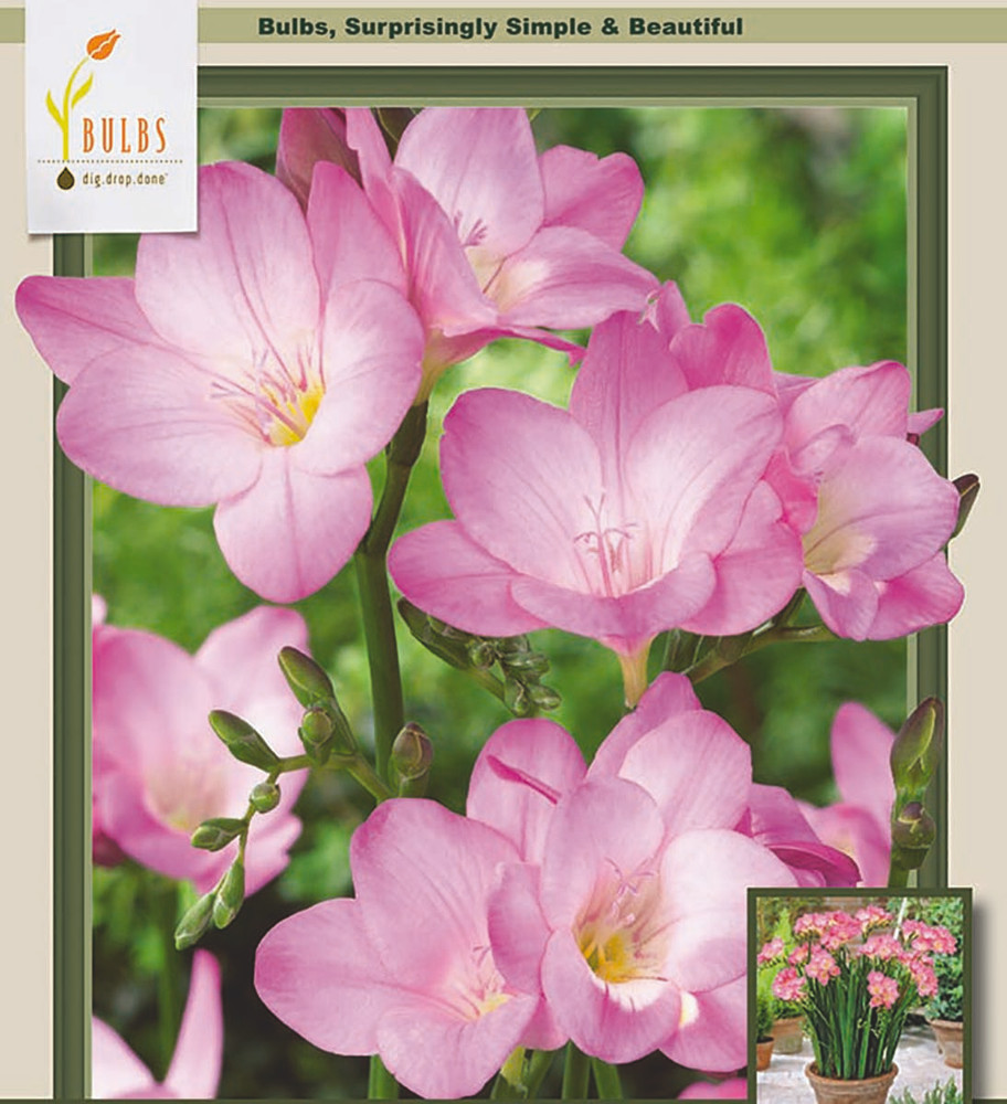 Pink Single Freesia - 20 Bulbs - Fragrant Blooms - 6/+ cm Bulbs