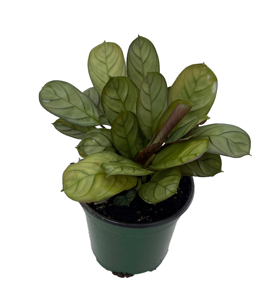 Burle Marxi Prayer Plant - Calathea Amagris - Easy House Plant - 4" Pot