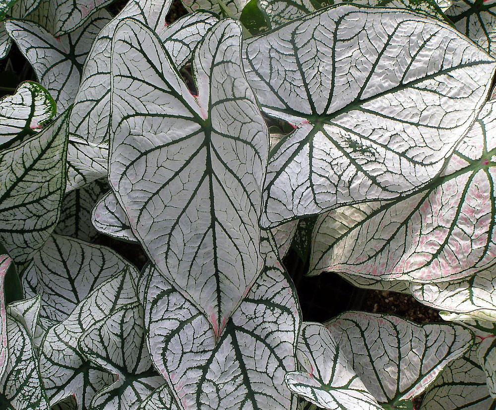 Fancy Candidum Caladium 3 Bulbs - White/Green Veins