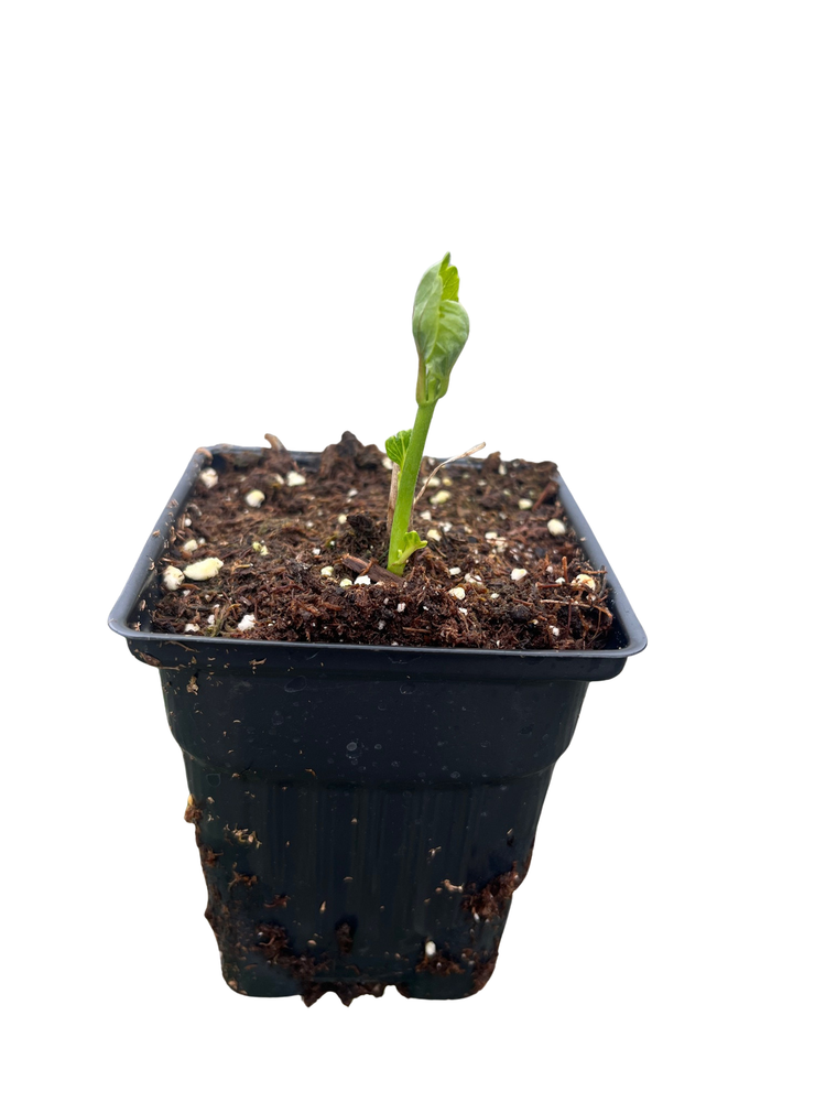 Kopper King Perennial Giant Hibiscus - Colorful/Burgundy Foliage - 4" Pot