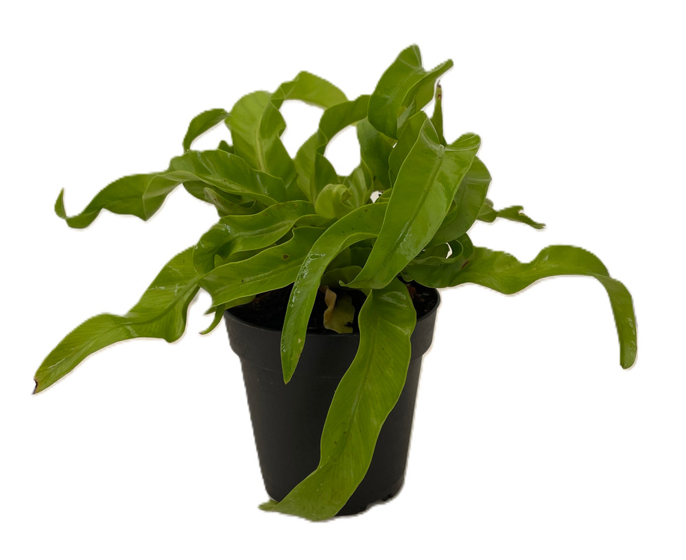 Hurricane Bird's Nest Fern - Asplenium antiquum - 4" Pot