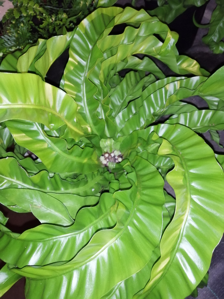 Hurricane Bird's Nest Fern - Asplenium antiquum - 4" Pot