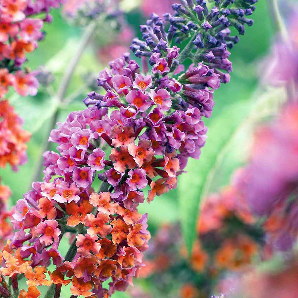 Bicolor Butterfly Bush - 2.5" pot - Buddleia - Rare Butterfly Bush Color