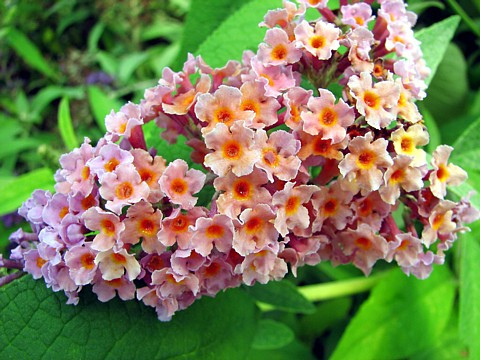 Bicolor Butterfly Bush - 2.5" pot - Buddleia - Rare Butterfly Bush Color