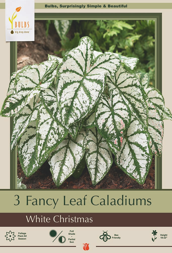 Caladium White Christmas 3 Bulbs - White/Green Veins - #1 Size Bulbs