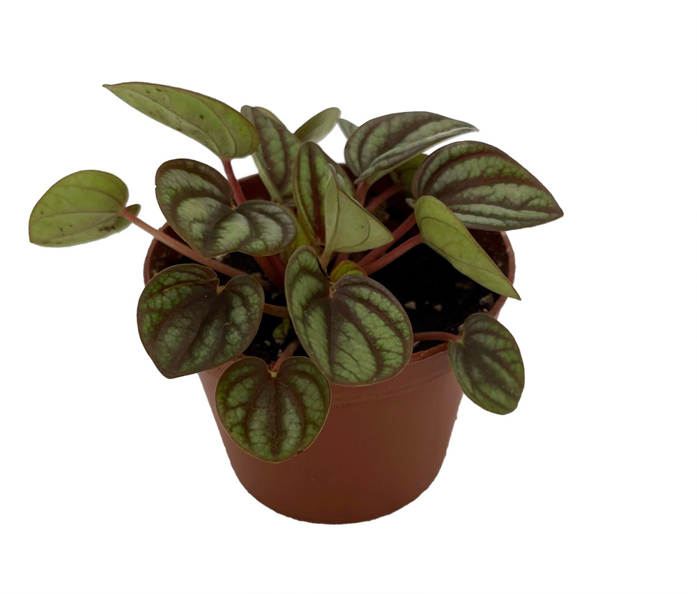 Peacock / Piccolo Banda Peperomia - Peperomia albovittata - 2.5" Pot