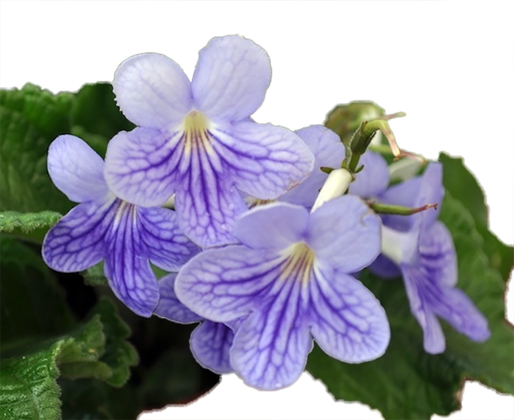 Ladyslippers® Blue Ice Streptocarpus - 4" Pot - Collector's Series