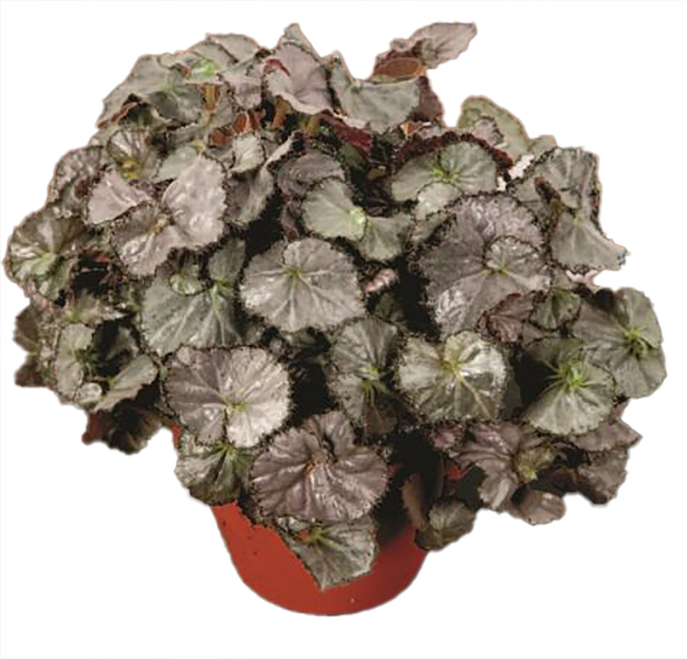 Five and Dime Begonia Plant - 3.7" Pot - Easy House Plant