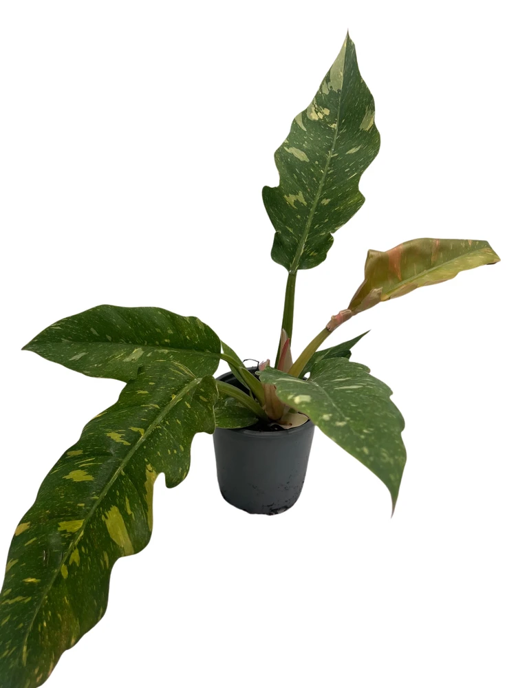 Rarest In The World! Ring of Fire Philodendron - 4" Pot