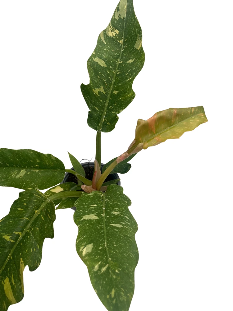 Rarest In The World! Ring of Fire Philodendron - 4" Pot