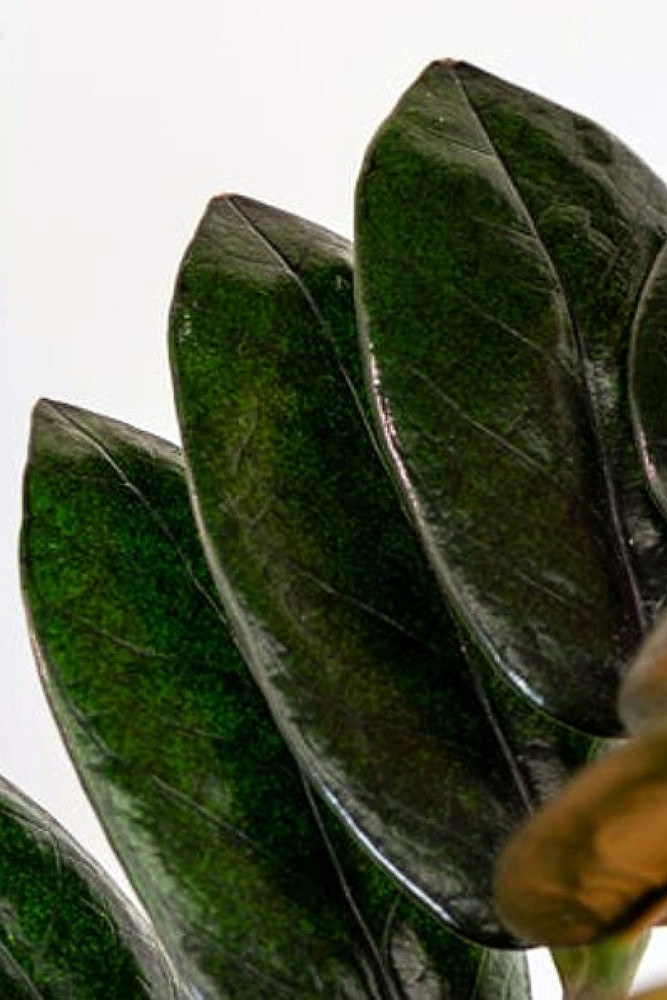 Black Queen ZZ Plant - Zamioculcas - 4" Pot - Collector's