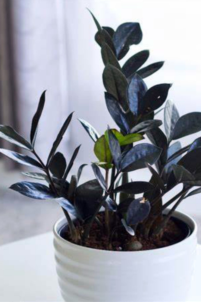 Black Queen ZZ Plant - Zamioculcas - 4" Pot - Collector's