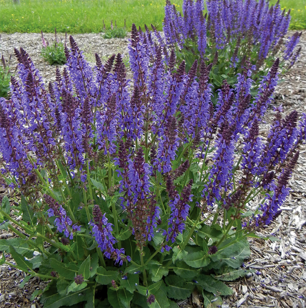 Blue By You Meadow Sage - Salvia - Quart Pot