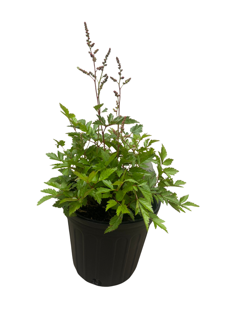 Rheinland Astilbe - Bright Pink - Shade Perennial - Live Plant - Gallon Pot