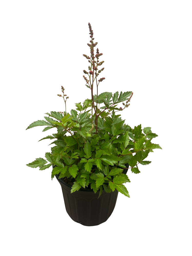 Rheinland Astilbe - Bright Pink - Shade Perennial - Live Plant - Gallon Pot