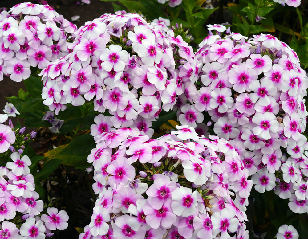 Ka-Pow® White Bicolor Phlox Perennial - Phlox paniculata - Quart Pot