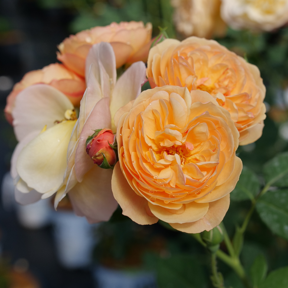 FLAVORETTE™ Honey-Apricot Rose - Proven Winners - 4" Pot