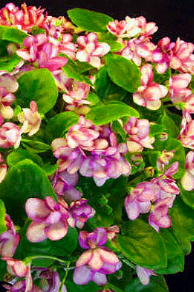 Humpty Doo Mini African Violet - 2.5" Pot - Terrariums/Fairy Gardens/Houseplant