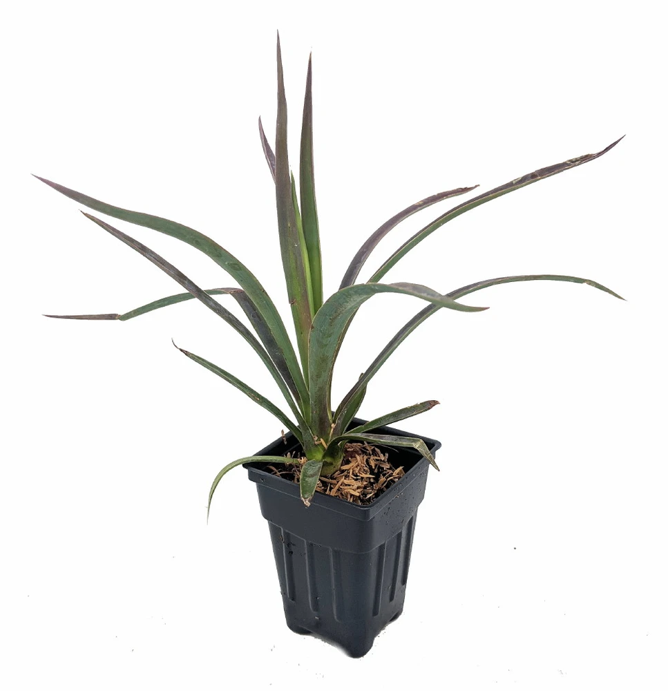 Magenta Magic - Yucca aloifolia - Purple Foliage - 4" Pot - Indoors or Out