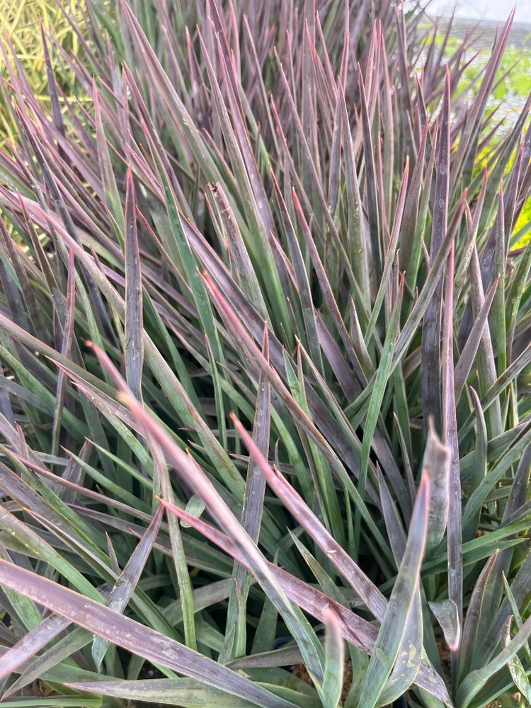 Magenta Magic - Yucca aloifolia - Purple Foliage - 4" Pot - Indoors or Out