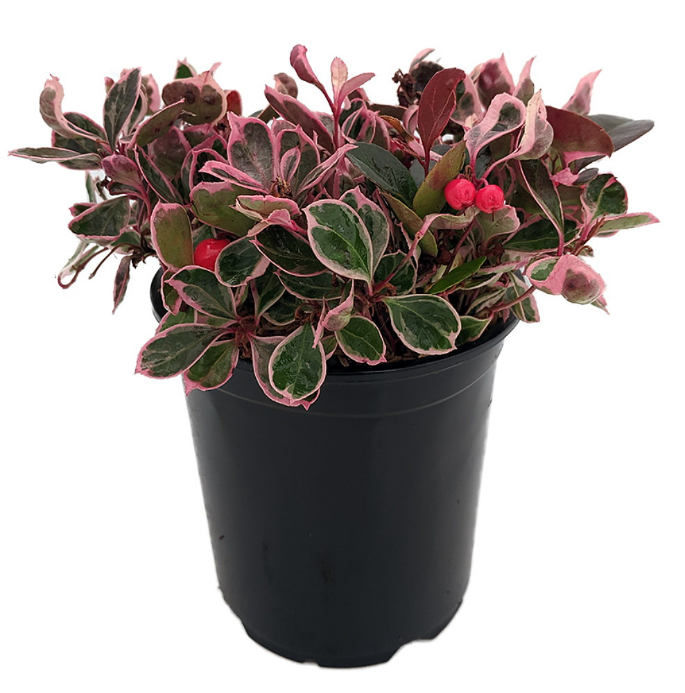 Winter Splash™ Wintergreen Plant - Gaultheria -Teaberry - 4" Pot
