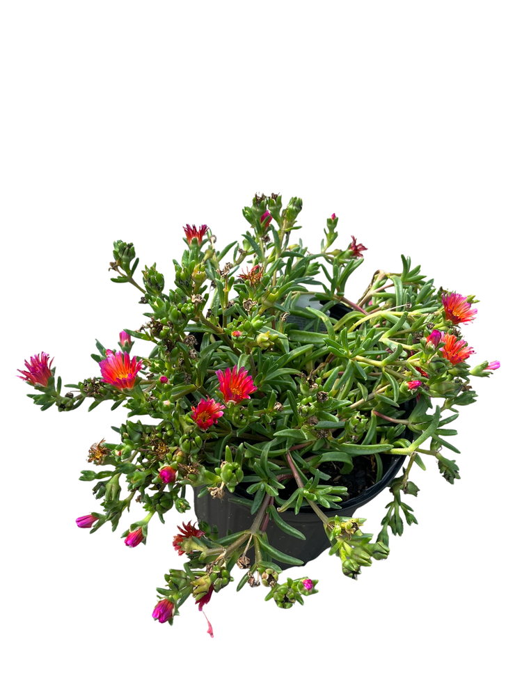 Ocean Sunset Orange Glow Ice Plant - Perennial - Delosperma - Gallon Pot