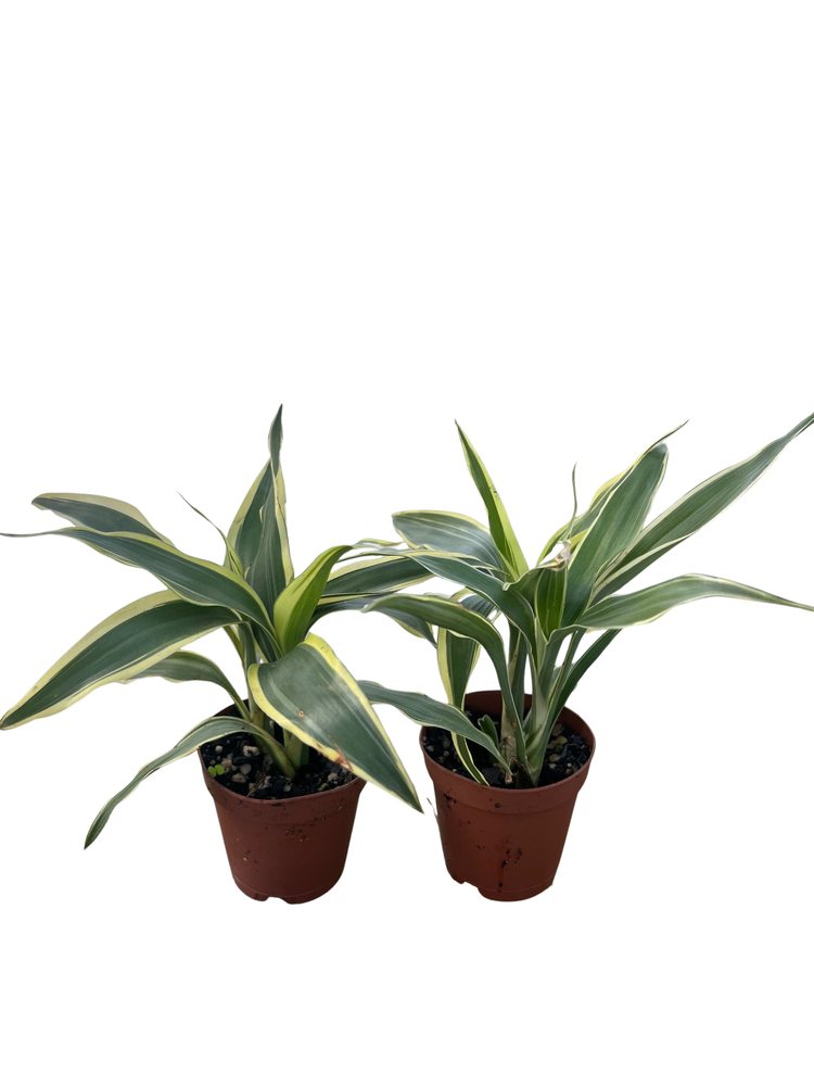 White Edged Lucky Bamboo Plant - Dracaena sanderiana - 2 Pack 2" Pots