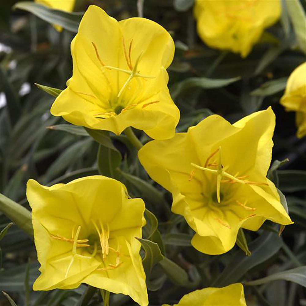 Evening Sun Primrose Perennial - Oenothera missourensis - Quart Pot