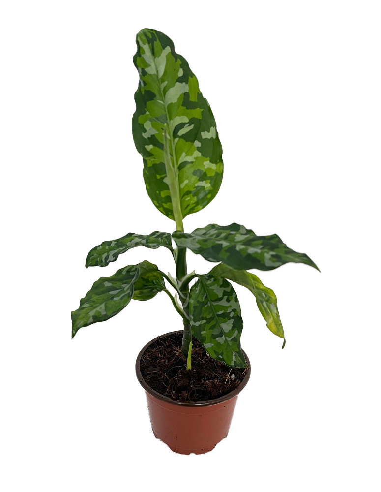 Tricolor Chinese Evergreen Plant - Aglaonema pictum - Camouflage - 3" Pot