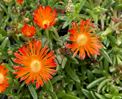 Ocean Sunset™ Orange Vibe Ice Plant - Delosperma - Quart Pot
