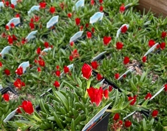 Ocean Sunset™ Orange Vibe Ice Plant - Delosperma - Quart Pot