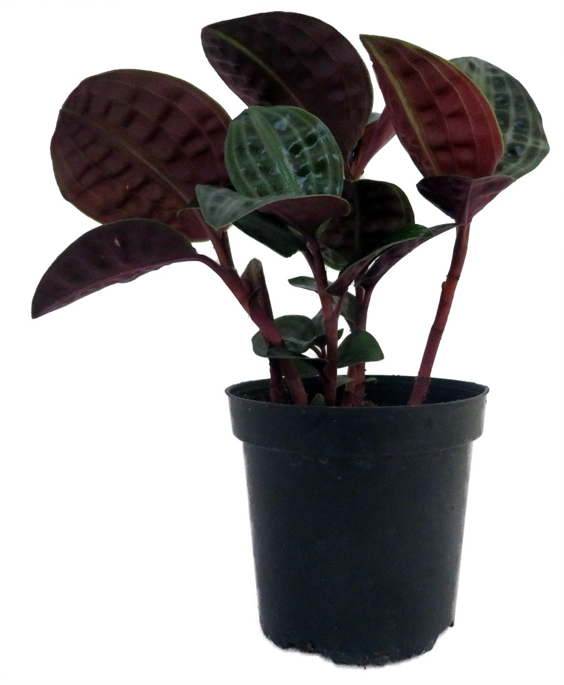 Seersucker Plant - Geogenanthus poeppigii - 4" Pot - Easy House Plant