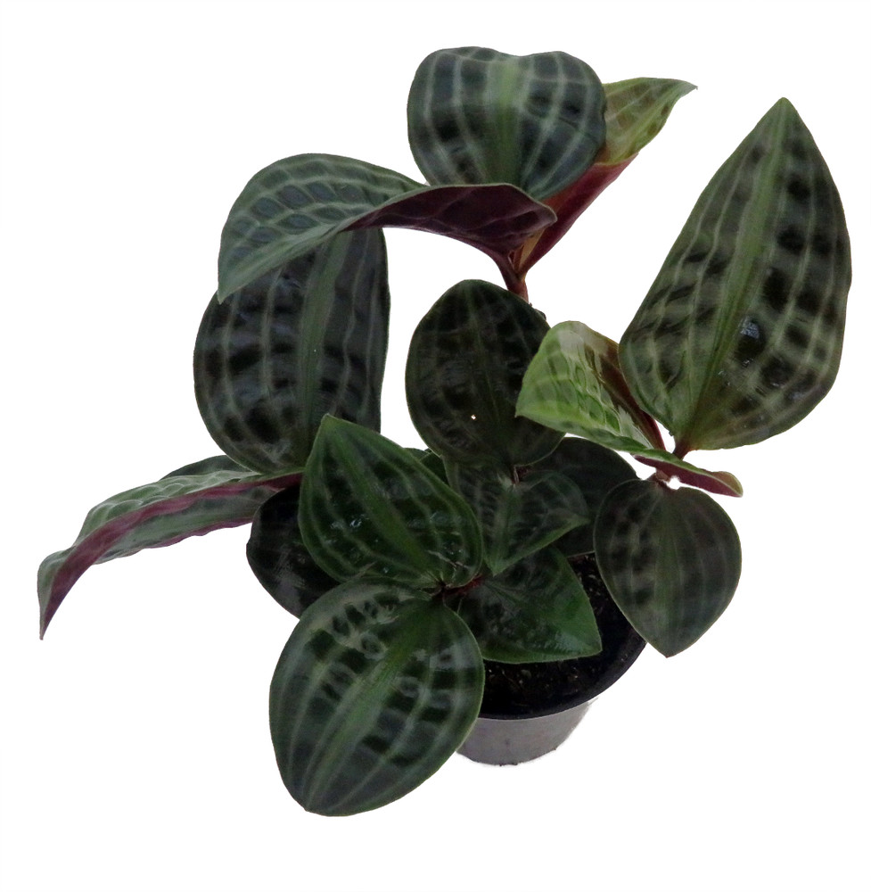 Seersucker Plant - Geogenanthus poeppigii - 4" Pot - Easy House Plant