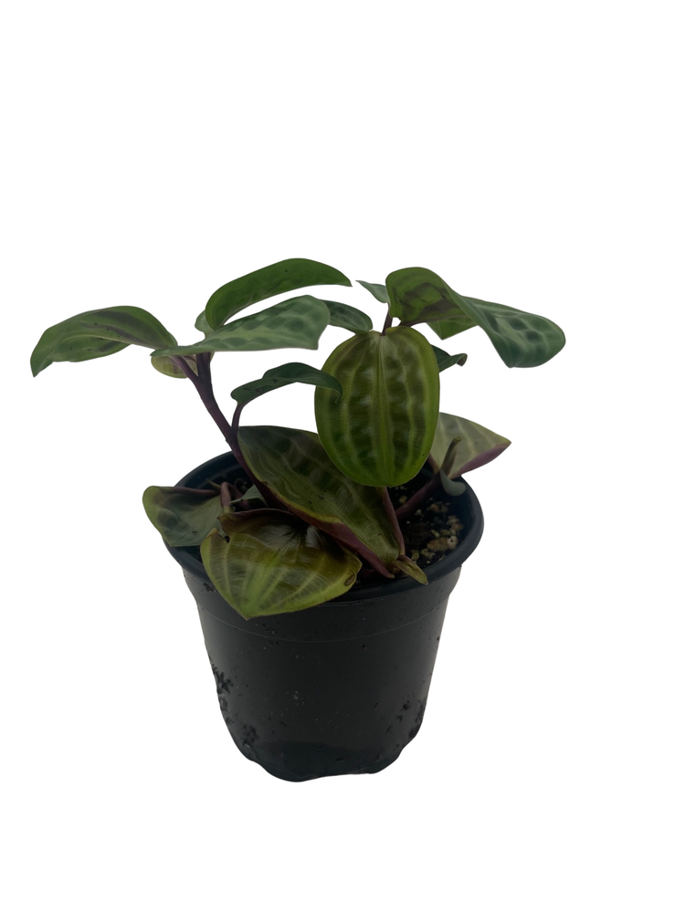 Seersucker Plant - Geogenanthus poeppigii - 4" Pot - Easy House Plant