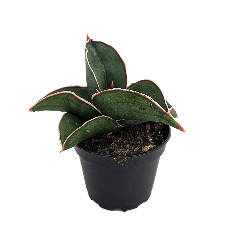 Rare Samurai Sword Snake Plant - Sansevieria - 2" Pot - Collector's Series