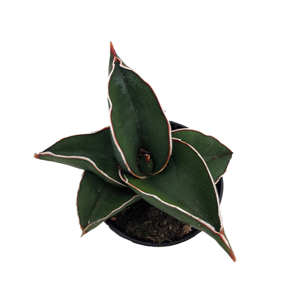 Rare Samurai Sword Snake Plant - Sansevieria - 2" Pot - Collector's Series