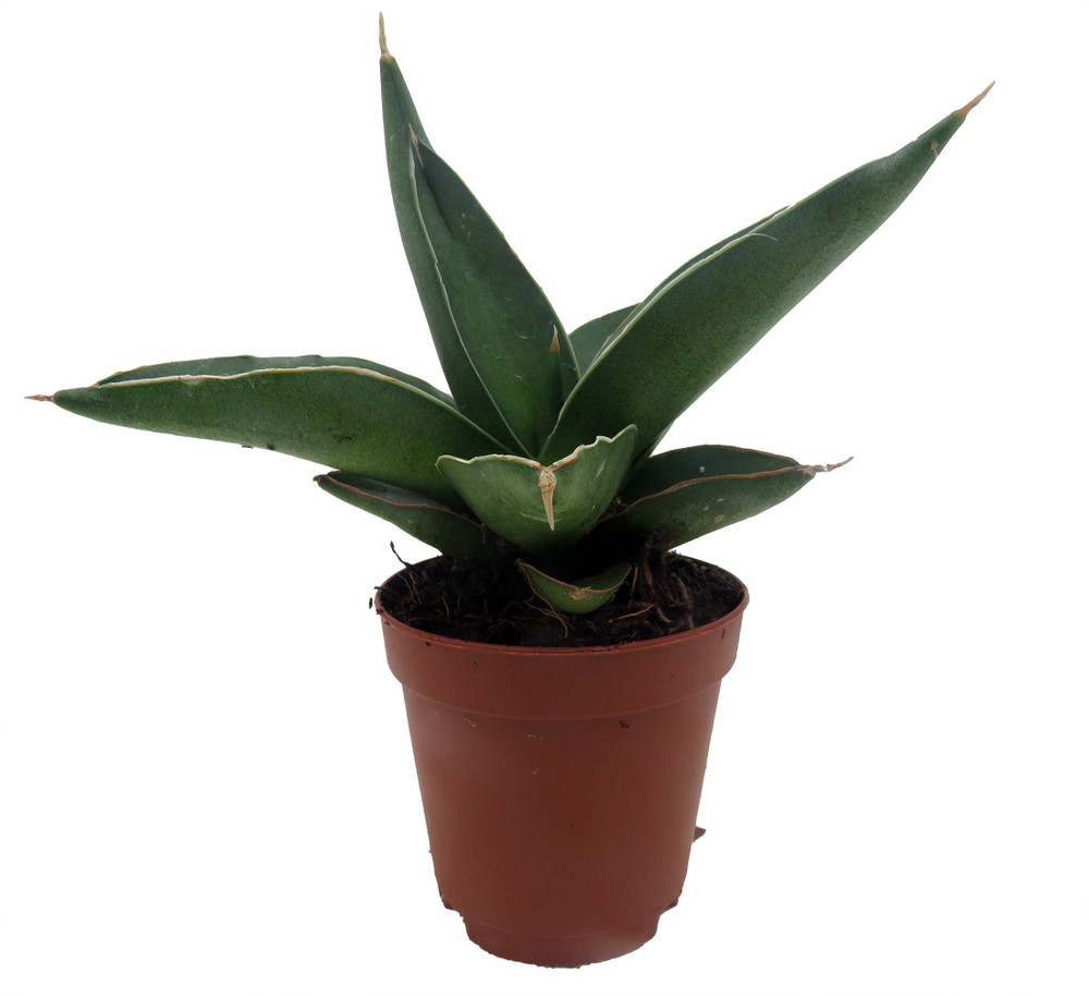 Rare Samurai Sword Snake Plant - Sansevieria - 2" Pot - Collector's Series