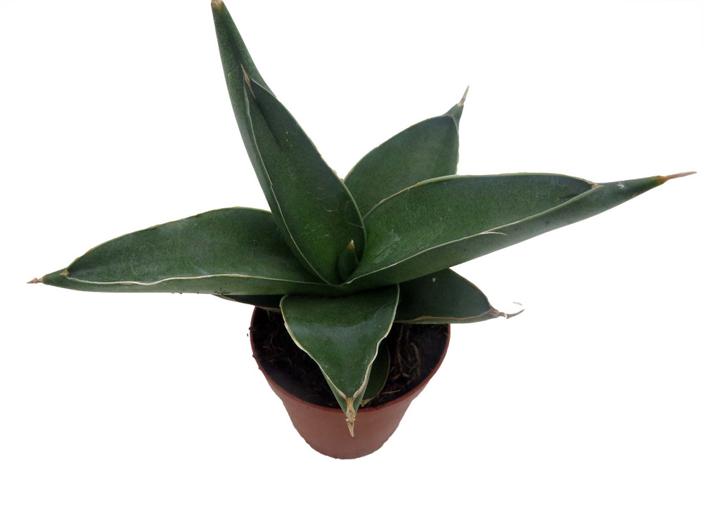 Rare Samurai Sword Snake Plant - Sansevieria - 2" Pot - Collector's Series